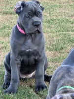 Beautiful female, a female Cane Corso for sale in Bakersfield, CA – 3 of 6