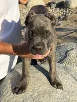 Brindle Male Puppy, a male Cane Corso for sale in Bakersfield, CA – 7 of 8