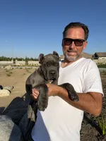 Beautiful female, a female Cane Corso for sale in Bakersfield, CA – 5 of 6