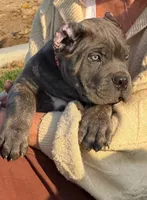Brindle Male, a male Cane Corso for sale in Bakersfield, CA – 1 of 2