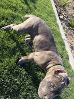 Brindle Male Puppy, a male Cane Corso for sale in Bakersfield, CA – 8 of 8