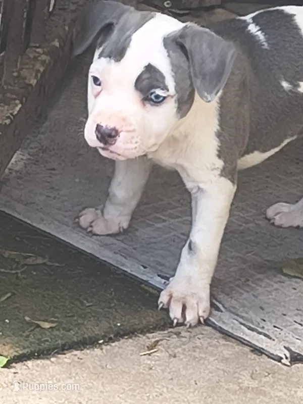 Dots – American Pit Bull Terrier puppy for sale in San Antonio, TX