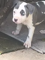 Dots, a female American Pit Bull Terrier for sale in San Antonio, TX – 1 of 1