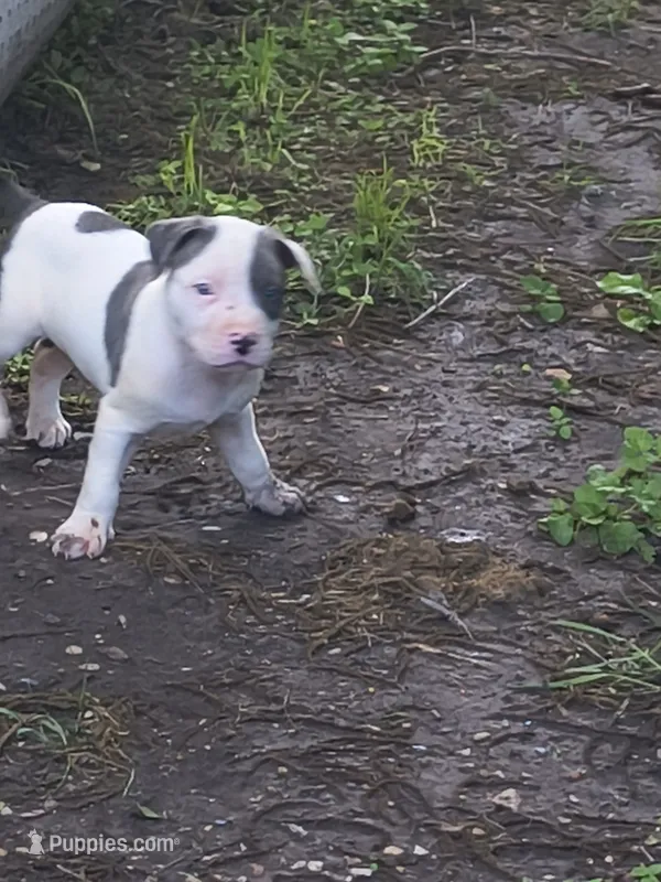 Chulo – American Pit Bull Terrier puppy for sale in San Antonio, TX