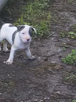 Chulo, a male American Pit Bull Terrier for sale in San Antonio, TX – 1 of 1