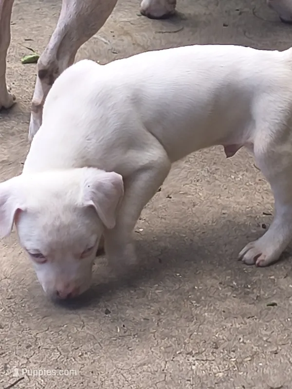 Weto – American Pit Bull Terrier puppy for sale in San Antonio, TX