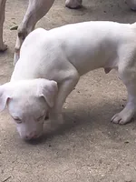 Weto, a male American Pit Bull Terrier for sale in San Antonio, TX – 1 of 1