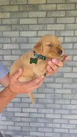 Ravi, a male Golden Retriever for sale in Montgomery, IN – 2 of 2