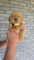 Rayna, a female Golden Retriever for sale in Montgomery, IN – 1 of 2