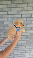 Rio, a male Golden Retriever for sale in Montgomery, IN – 2 of 2
