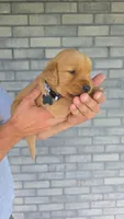 Rumble, a male Golden Retriever for sale in Montgomery, IN – 2 of 2