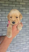 Rye, a female Golden Retriever for sale in Montgomery, IN – 1 of 3