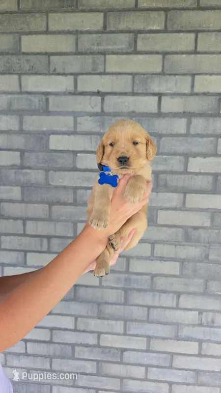 Rio – Golden Retriever puppy for sale in Montgomery, IN