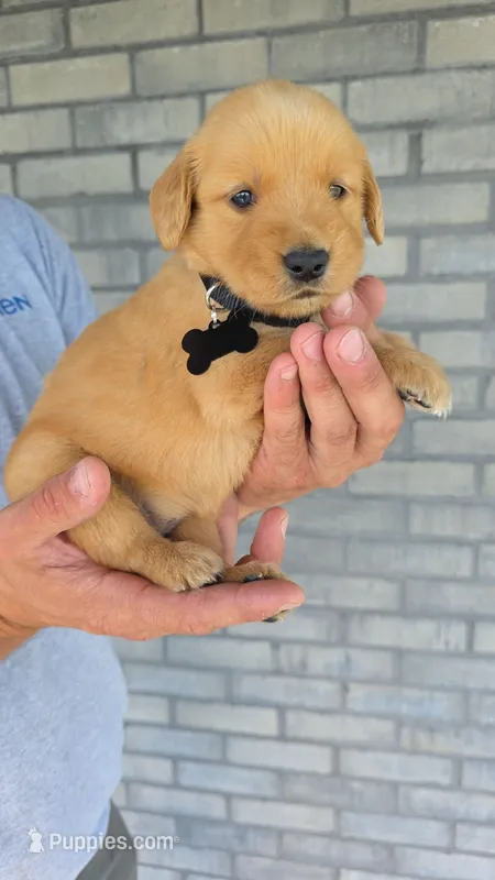 Raya – Golden Retriever puppy for sale in Montgomery, IN