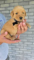 Raya, a female Golden Retriever for sale in Montgomery, IN – 1 of 2