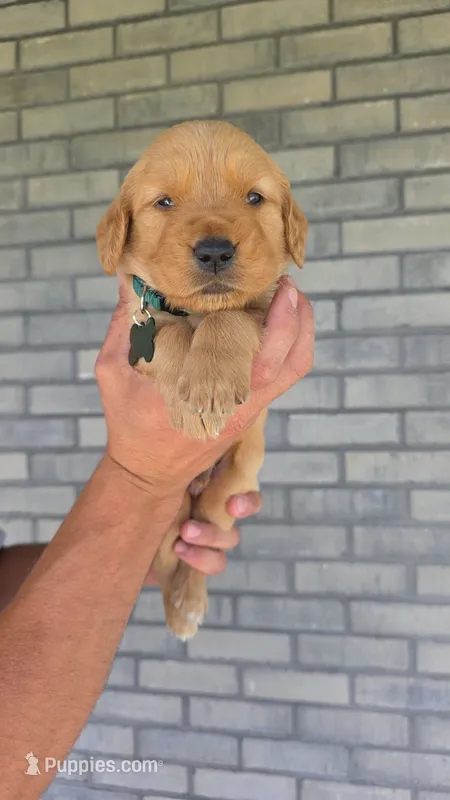 Ravi – Golden Retriever puppy for sale in Montgomery, IN