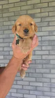 Ravi, a male Golden Retriever for sale in Montgomery, IN – 1 of 2