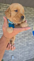 Riley, a female Golden Retriever for sale in Montgomery, IN – 2 of 3