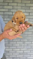 Remi, a female Golden Retriever for sale in Montgomery, IN – 2 of 3