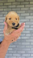 Raya, a female Golden Retriever for sale in Montgomery, IN – 2 of 2