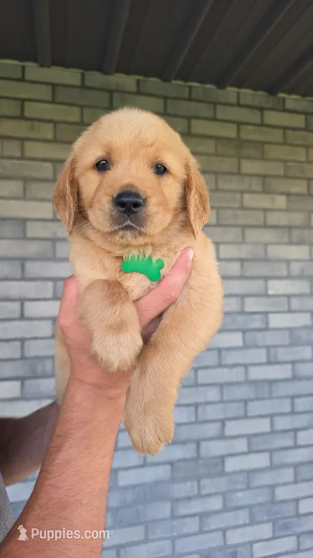 Reese – Golden Retriever puppy for sale in Montgomery, IN