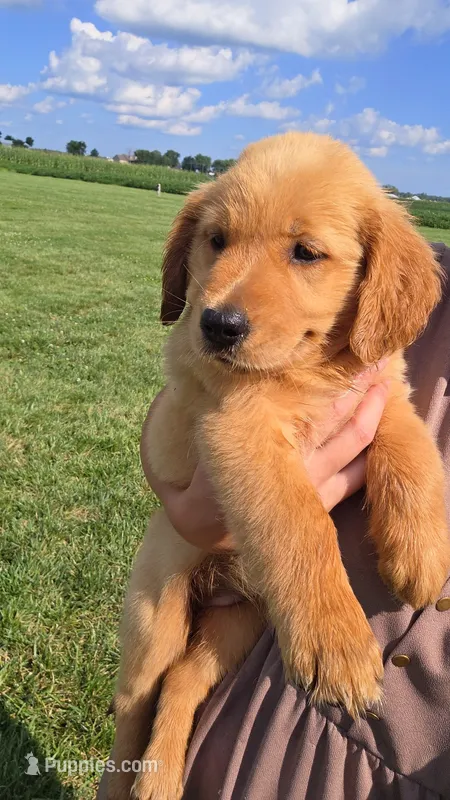 Raya – Golden Retriever puppy for sale in Montgomery, IN