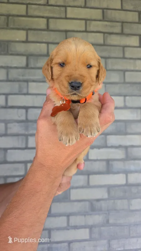 Reba – Golden Retriever puppy for sale in Montgomery, IN