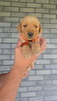 Reba, a female Golden Retriever for sale in Montgomery, IN – 1 of 3