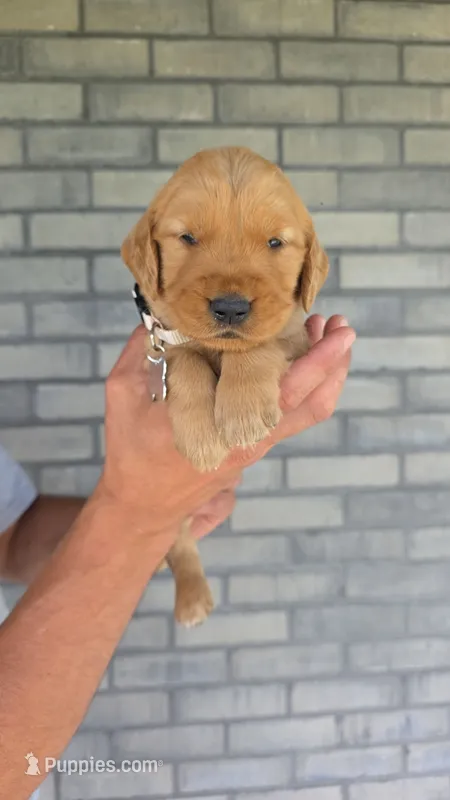 Remi – Golden Retriever puppy for sale in Montgomery, IN