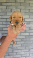 Remi, a female Golden Retriever for sale in Montgomery, IN – 1 of 3