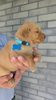 Riley, a female Golden Retriever for sale in Montgomery, IN – 3 of 3