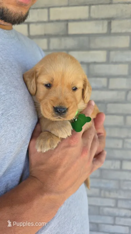 Reese – Golden Retriever puppy for sale in Montgomery, IN