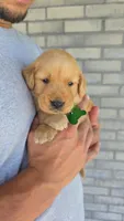 Reese, a male Golden Retriever for sale in Montgomery, IN – 1 of 2