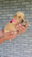 Rye, a female Golden Retriever for sale in Montgomery, IN – 3 of 3