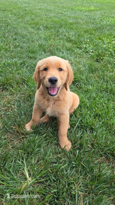 Rio – Golden Retriever puppy for sale in Montgomery, IN