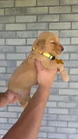 Rayna, a female Golden Retriever for sale in Montgomery, IN – 2 of 2