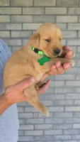 Reese, a male Golden Retriever for sale in Montgomery, IN – 2 of 2