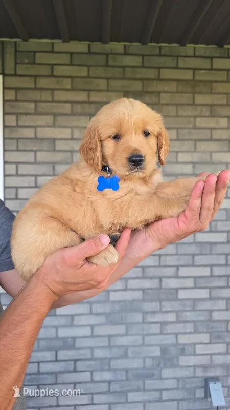 Rio – Golden Retriever puppy for sale in Montgomery, IN