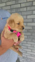 Rye, a female Golden Retriever for sale in Montgomery, IN – 2 of 3