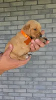 Reba, a female Golden Retriever for sale in Montgomery, IN – 3 of 3