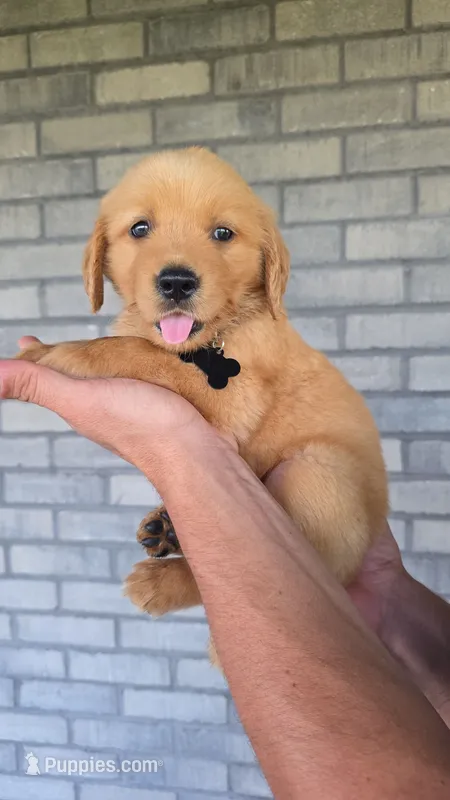 Raya – Golden Retriever puppy for sale in Montgomery, IN