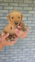 Reba, a female Golden Retriever for sale in Montgomery, IN – 2 of 3