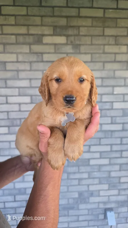 Remi – Golden Retriever puppy on hold in Montgomery, IN