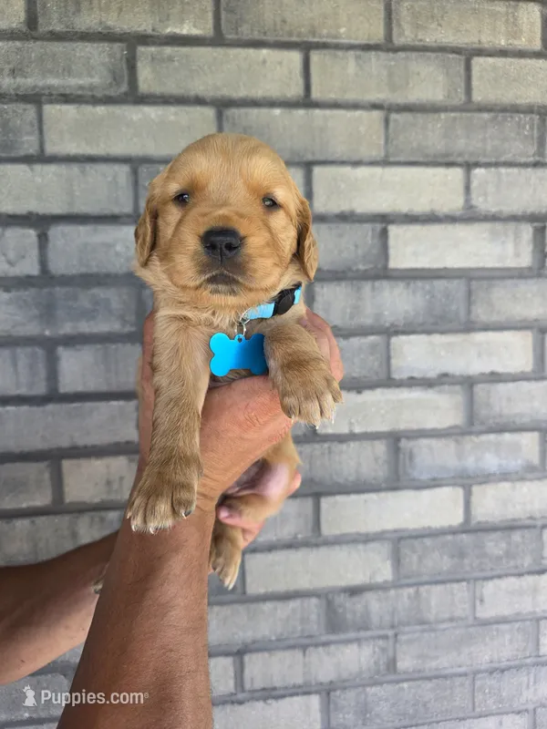 Riley – Golden Retriever puppy for sale in Montgomery, IN