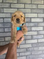 Riley, a female Golden Retriever for sale in Montgomery, IN – 1 of 3