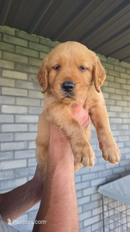 Ravi – Golden Retriever puppy on hold in Montgomery, IN