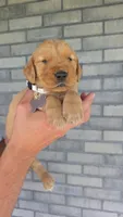 Remi, a female Golden Retriever for sale in Montgomery, IN – 3 of 3