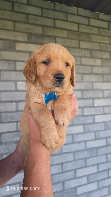 Riley – Golden Retriever puppy on hold in Montgomery, IN