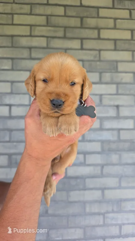 Rumble – Golden Retriever puppy for sale in Montgomery, IN