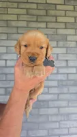 Rumble, a male Golden Retriever for sale in Montgomery, IN – 1 of 2